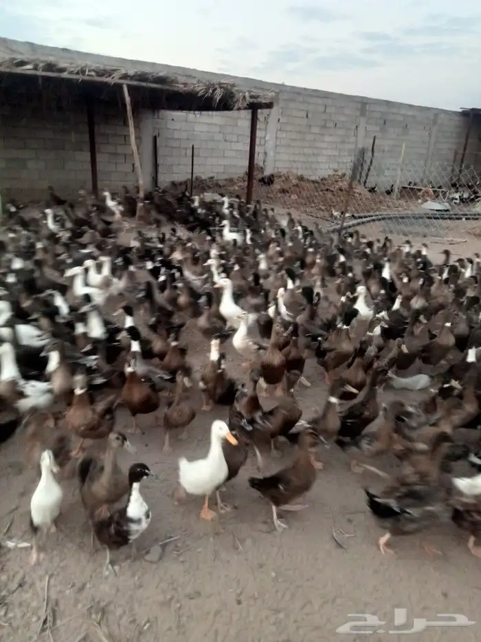 بط شرشيري 0