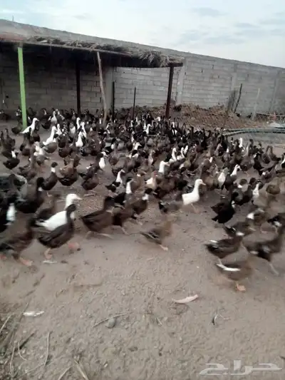 بط شرشيري 2