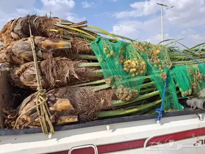 نخل للبيع مثمرة 5