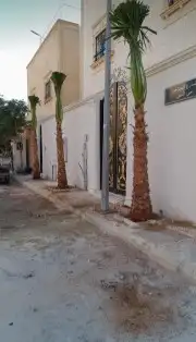 نخل واشنطوني زينه أمريكي 4