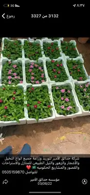 ثيل طبيعي تنسيق حدائق شبكات ري نخيل واشنطونيا عشب شجر شتلات 2