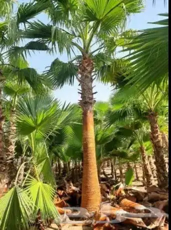 نخل واشنطوني زينه أمريكي 3