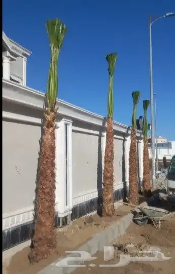 نخل واشنطوني زينه أمريكي 11