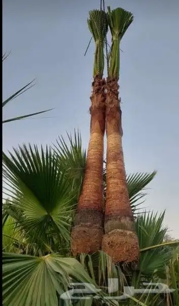 نخل واشنطوني زينه أمريكي 10