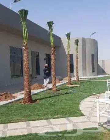 نخل واشنطوني زينه أمريكي 0