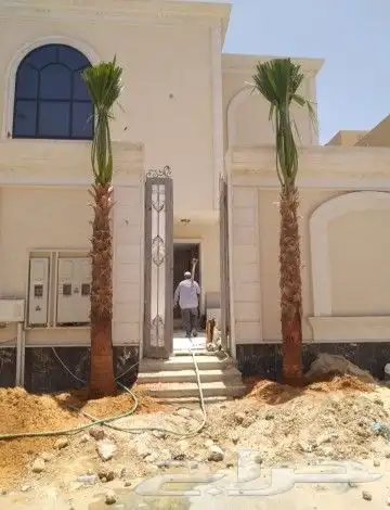 نخل واشنطوني زينه أمريكي 7