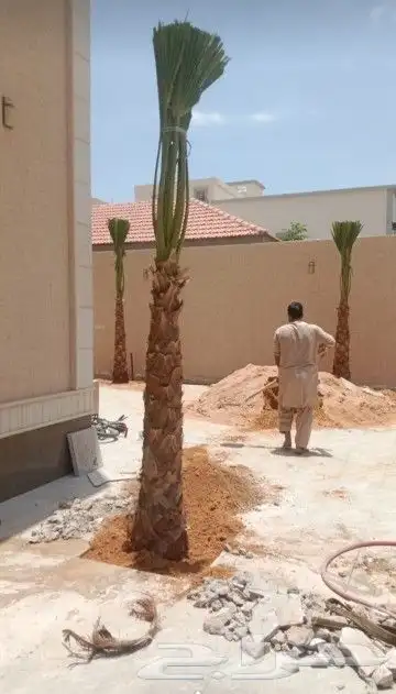 نخل واشنطوني زينه أمريكي 4