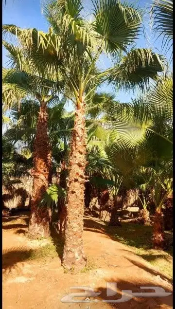 نخل واشنطوني زينه أمريكي 8