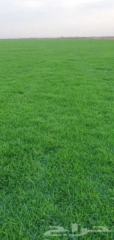 ثيل طبيعي نجيله طبيعي 3