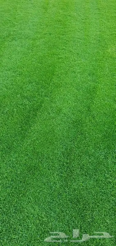 ثيل طبيعي نجيله طبيعي 2