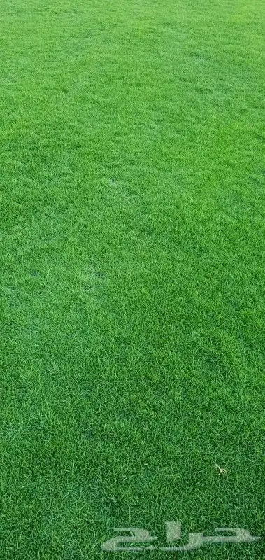 ثيل طبيعي نجيله طبيعي 0
