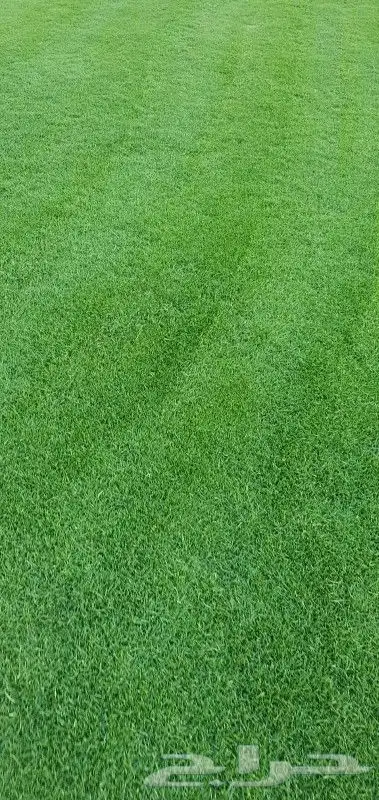 ثيل طبيعي نجيله طبيعي 1