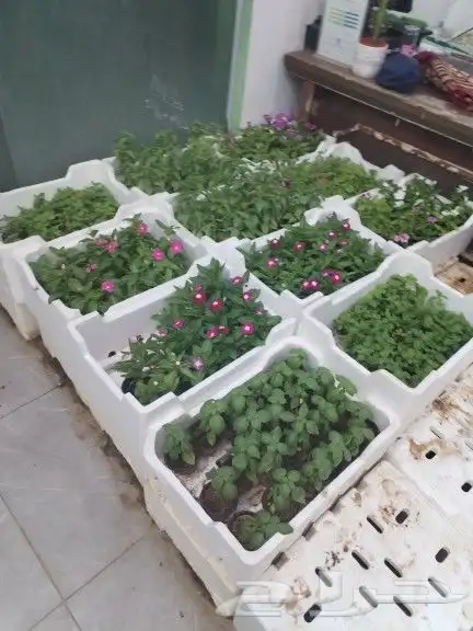 مشتل ابواسلام لتنسيق الحدائق تركيب وتوريدالتيل الطبيعي والصن 5