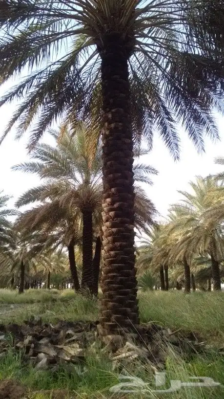 مقاول في مجال اعمال النخيل والشبوك 0