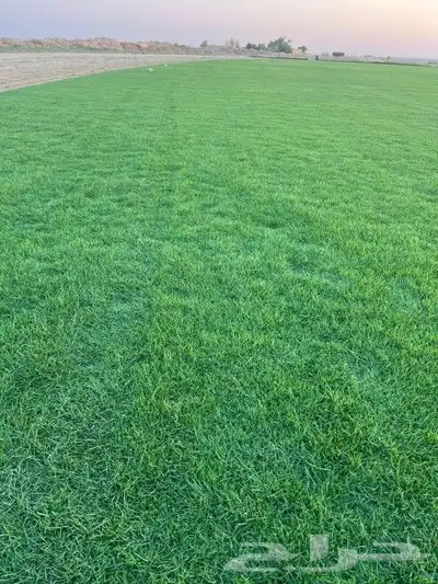 ثيل طبيعي نجيله طبيعي 4