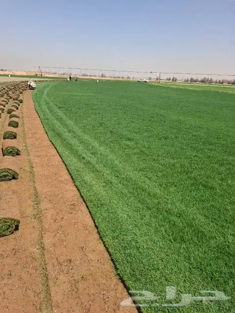 ثيل سئ 2000صافي وطبيعي الموقع الخرج 6