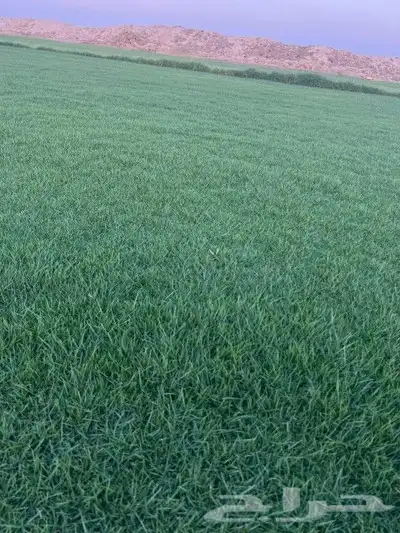 ثيل طبيعي نجيله طبيعي 5