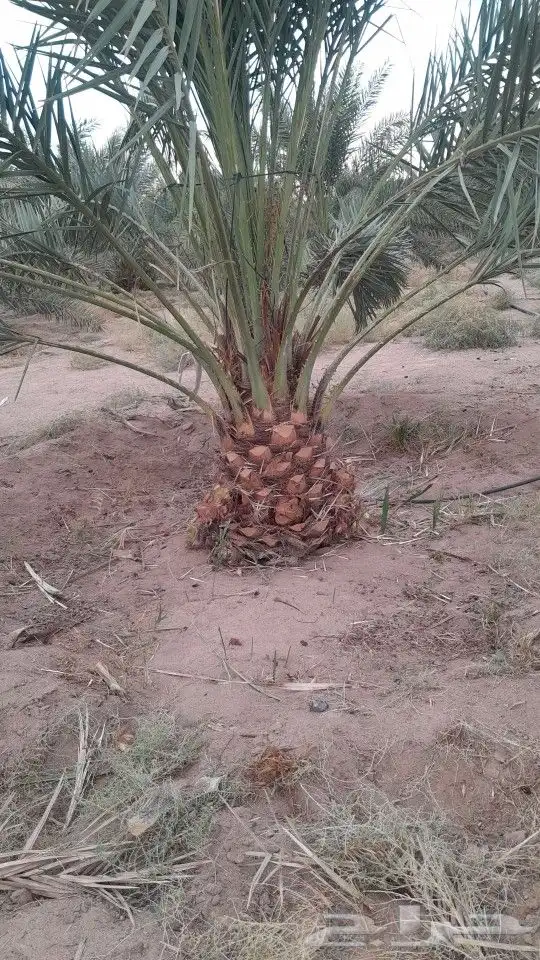 تكريب تنظيف وترتيب نخل بجميع انواعه عربي وشنطني 0