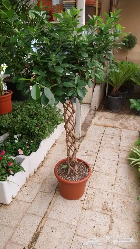 كل ما يخص الحدائق الزراعيه طبيعي وشبكات الري قص نخيل قص واشج 5