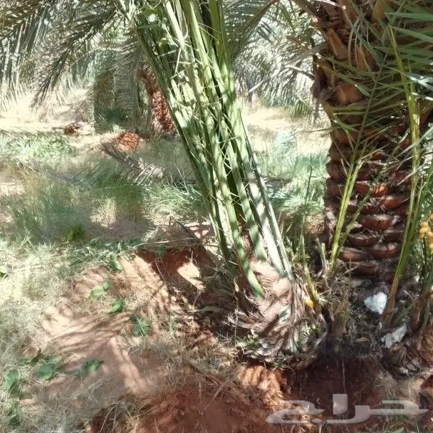توريد انخيل نخيل مثمر 7