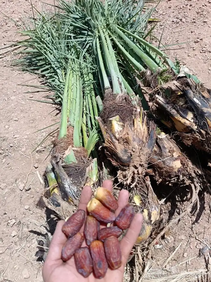 نخل مثمر نخيل للبيع خلاص برحي سكري روثان صقعي مجدول 4