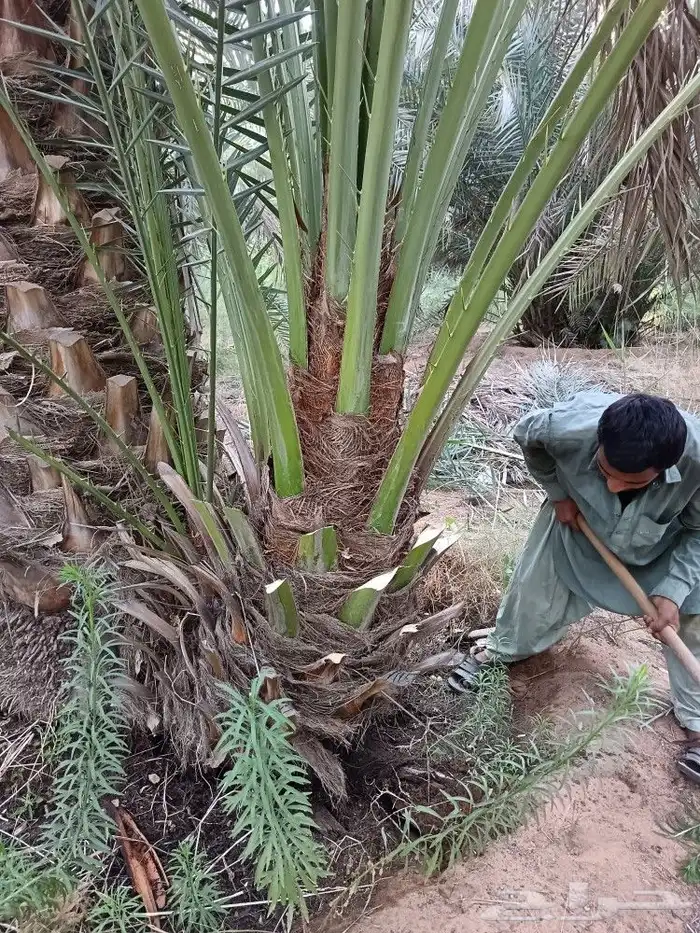 نخل مثمر نخيل للبيع خلاص برحي سكري روثان صقعي مجدول 7