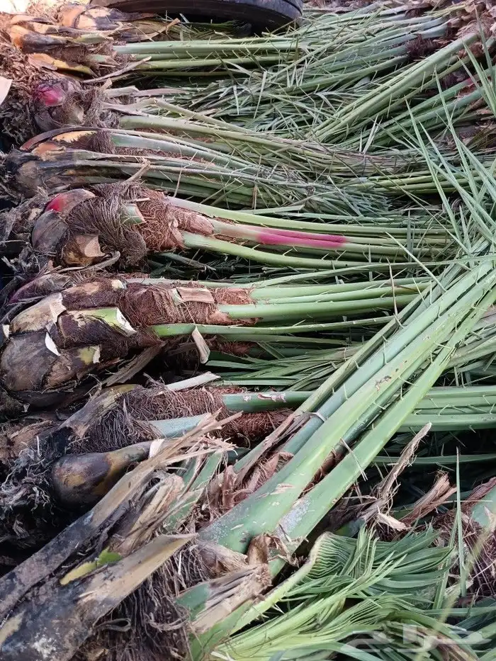 نخل مثمر نخيل للبيع خلاص برحي سكري روثان صقعي مجدول 2