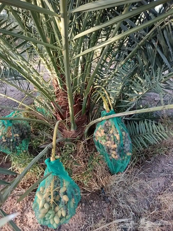 نخل مثمر نخيل للبيع خلاص برحي سكري روثان صقعي مجدول 1