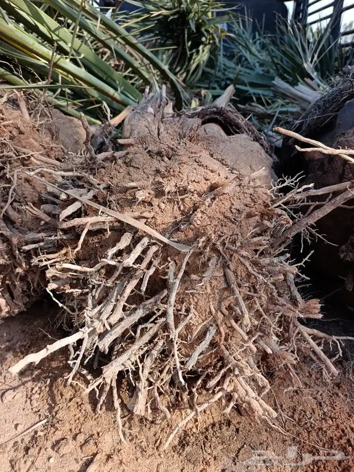 نخل مثمر نخيل للبيع خلاص برحي سكري روثان صقعي مجدول 5