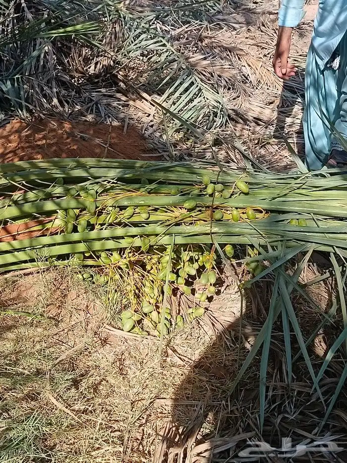 نخل مثمر نخيل للبيع خلاص برحي سكري روثان صقعي مجدول 9