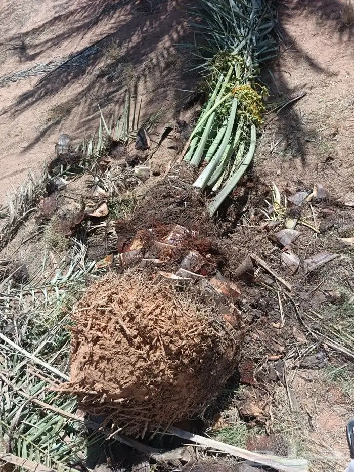 نخل مثمر نخيل للبيع خلاص برحي سكري روثان صقعي مجدول 8