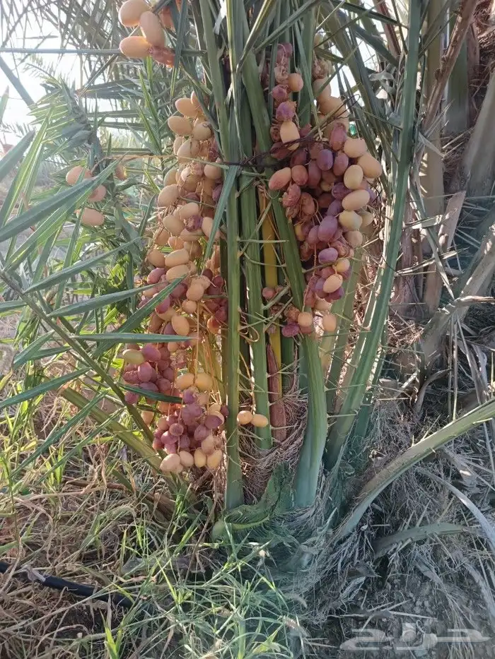 نخل مثمر نخيل للبيع خلاص برحي سكري روثان صقعي مجدول 0