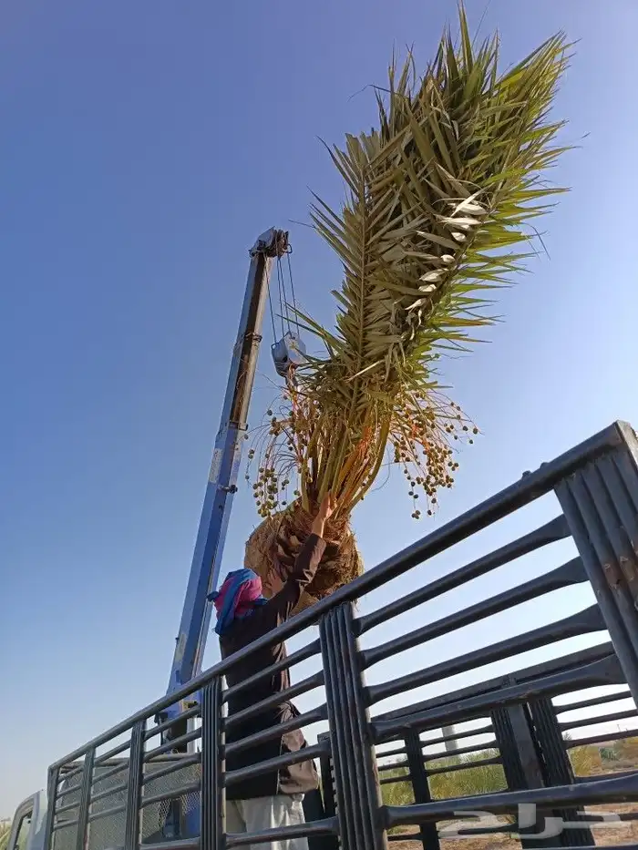 نخل مثمر نخيل للبيع خلاص برحي سكري روثان صقعي مجدول 6