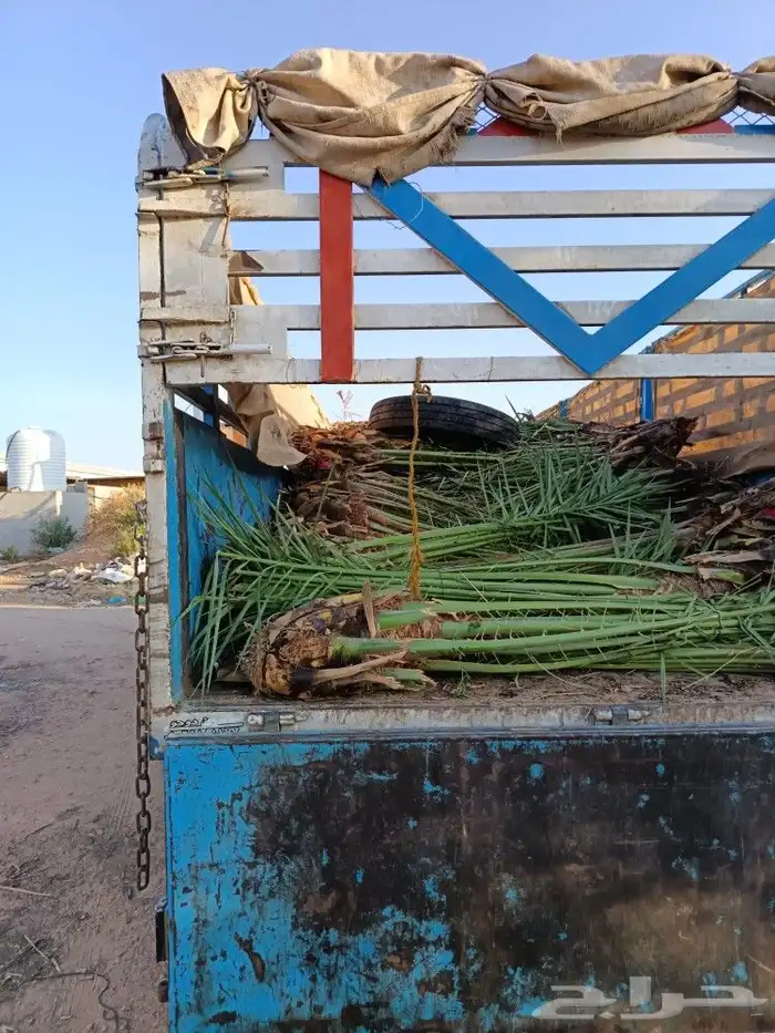 نخل مثمر نخيل للبيع خلاص برحي سكري روثان صقعي مجدول 3