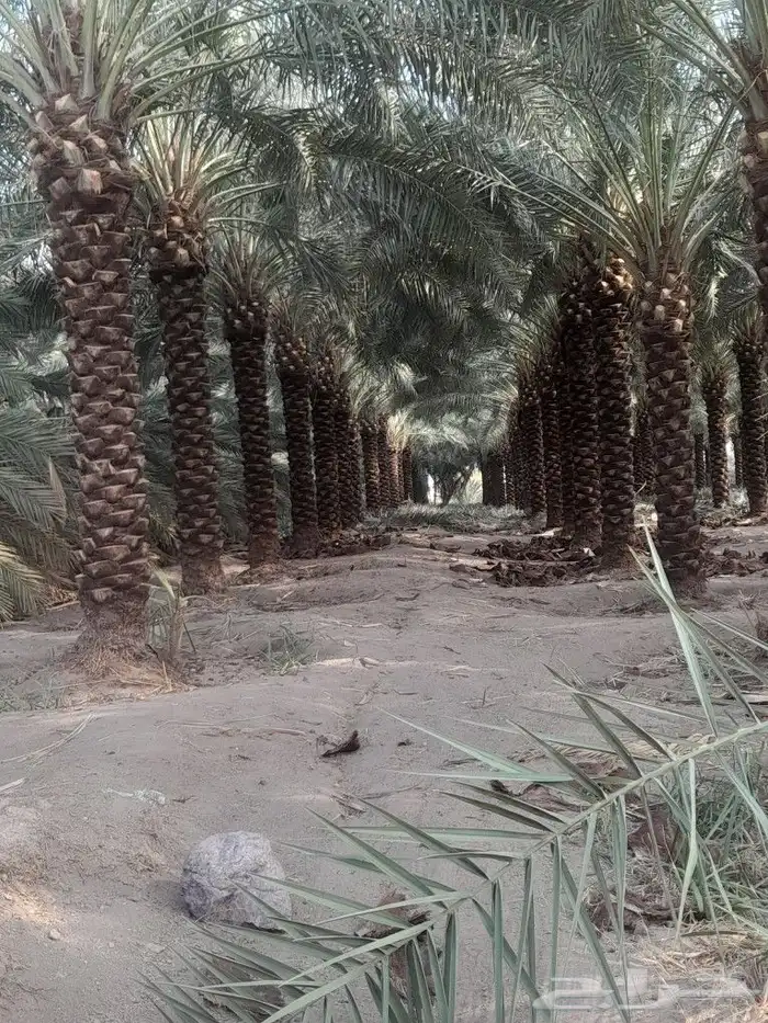 تكريب تنظيف وترتيب نخل بجميع انواعه عربي وشنطني 4
