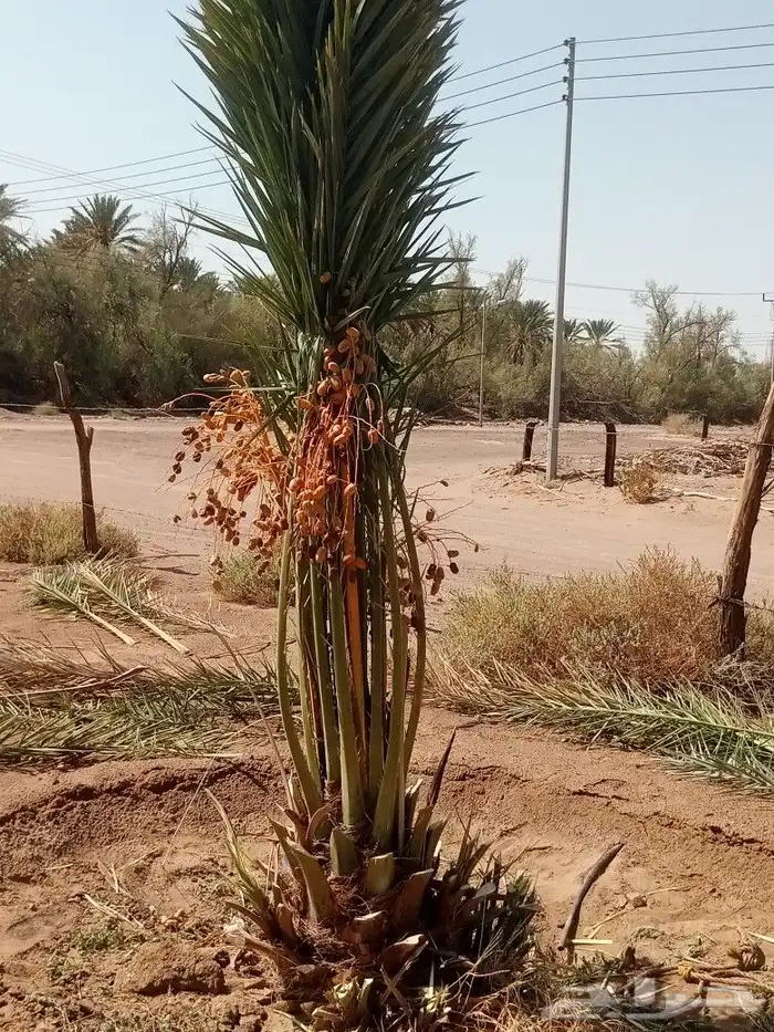 نخل مثمر للبيع 0