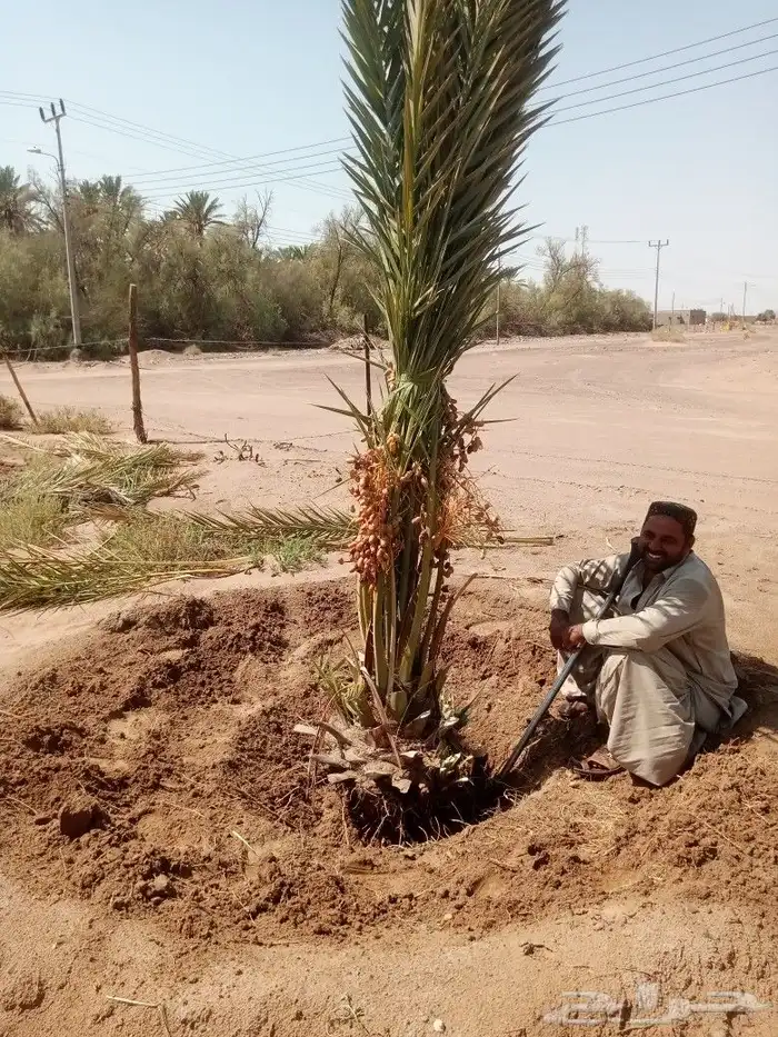 نخل مثمر للبيع 1