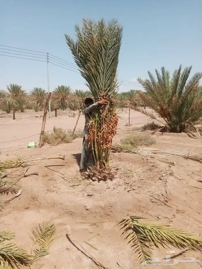 نخل مثمر للبيع 2