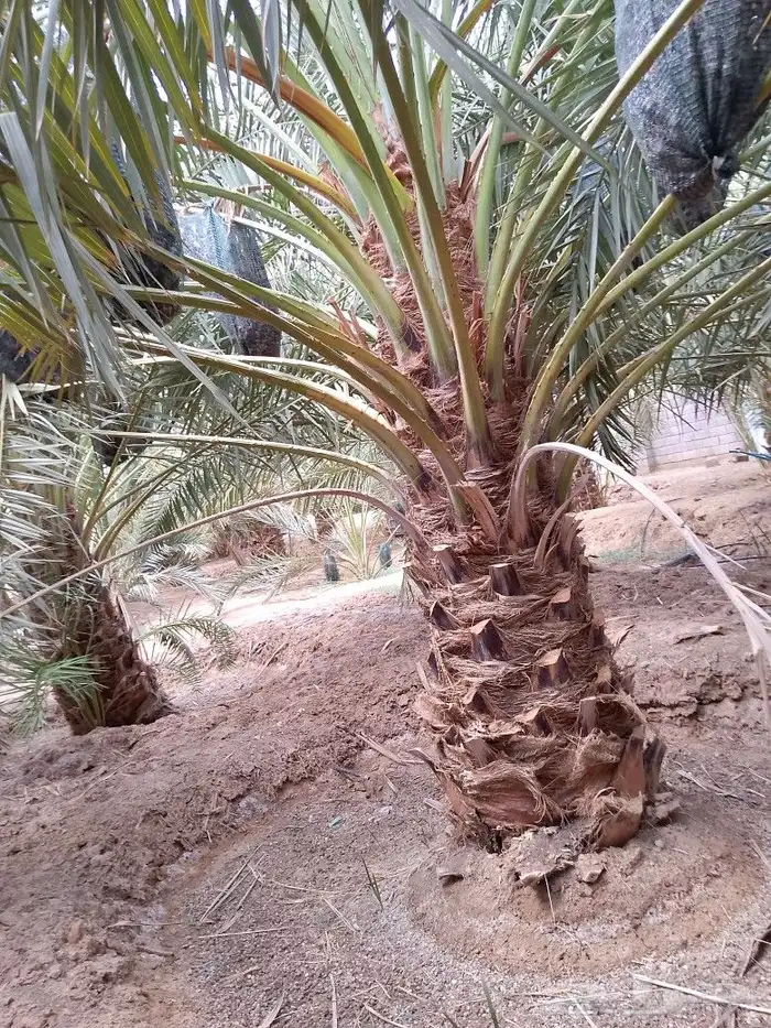 نخل صقعي للبيع 9