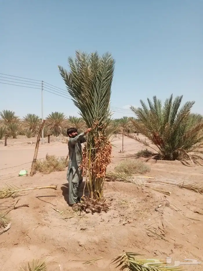 نخل مثمر للبيع 3