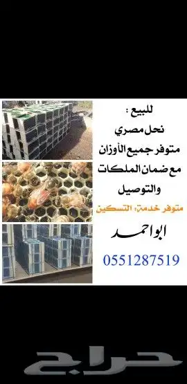 نحل مصرى 3