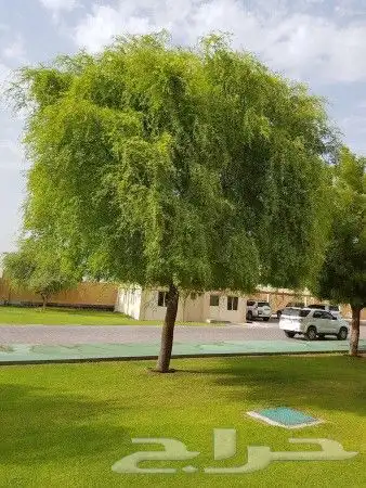 مزارع 4