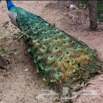 جوز فروخ طاؤوس جميل 2