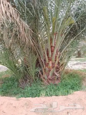 جميع انواع انخيل والاشجار 3