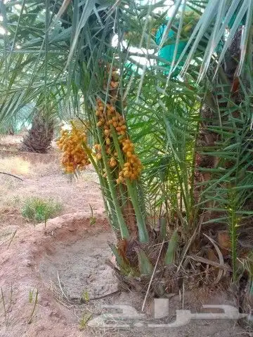 يوجد لدينا جميع أنواع النخيل 1