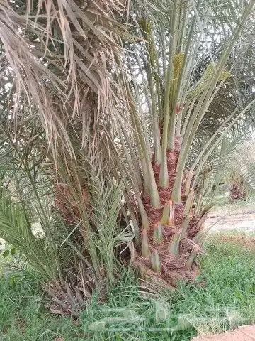 جميع انواع انخيل والاشجار 5