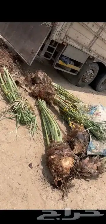 جميع انواع انخيل والاشجار 9