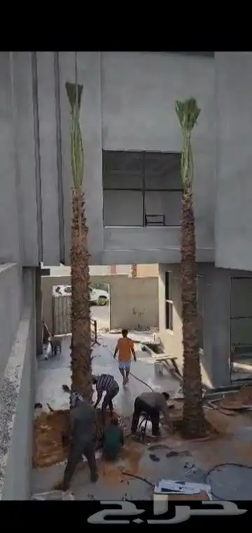 جميع انواع انخيل والاشجار 1