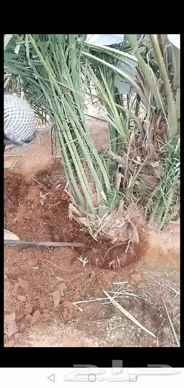 جميع انواع انخيل والاشجار 2