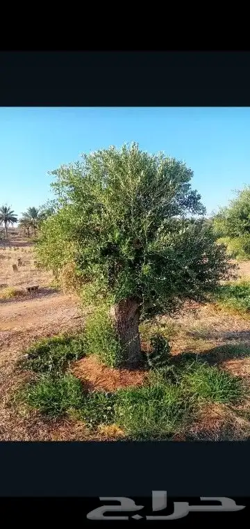 جميع انواع انخيل والاشجار 8